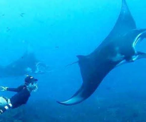 scuba diving